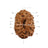 13 Mukhi Java Rudraksha in India, US, UK, Australia, Europe