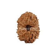 13 Mukhi Java Rudraksha in India, US, UK, Australia, Europe