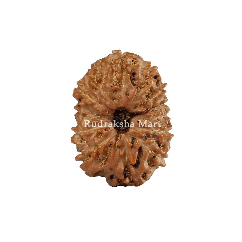 13 Mukhi Java Rudraksha in India, US, UK, Australia, Europe