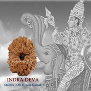 13 Mukhi Java Rudraksha in India, US, UK, Australia, Europe
