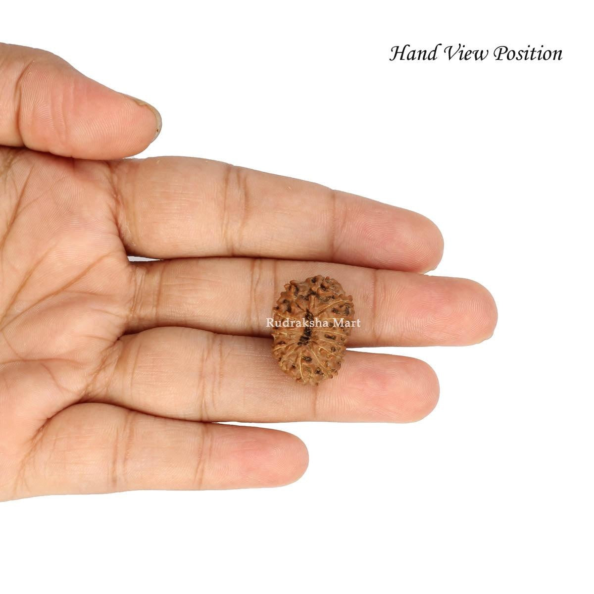13 Mukhi Java Rudraksha in India, US, UK, Australia, Europe