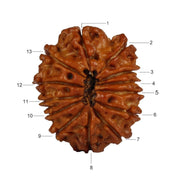 13 Mukhi Nepali Rudraksha in India, US, UK, Australia, Europe