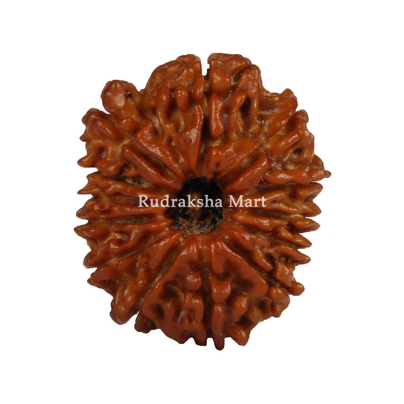 13 Mukhi Nepali Rudraksha in India, US, UK, Australia, Europe
