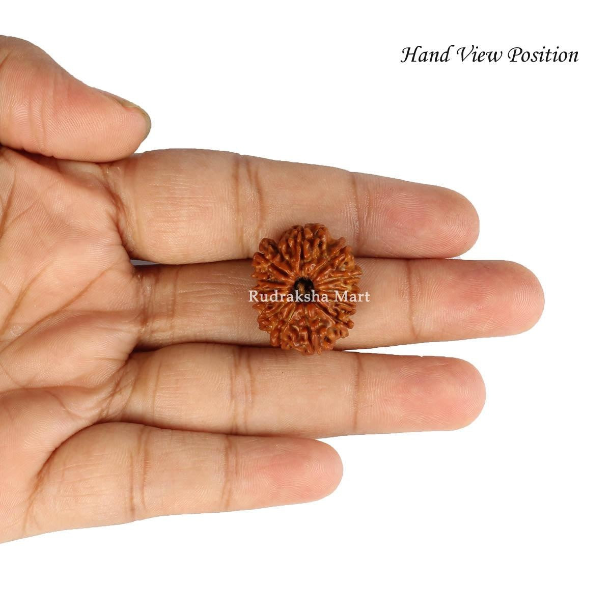 13 Mukhi Nepali Rudraksha in India, US, UK, Australia, Europe
