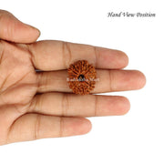 13 Mukhi Nepali Rudraksha in India, US, UK, Australia, Europe
