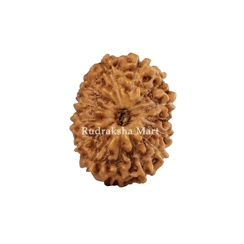 14 Mukhi Java Rudraksha in India, US, UK, Australia, Europe