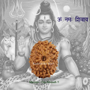 14 Mukhi Java Rudraksha in India, US, UK, Australia, Europe