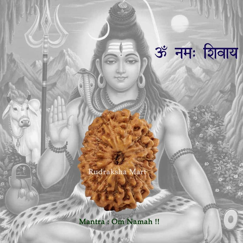 14 Mukhi Java Rudraksha in India, US, UK, Australia, Europe