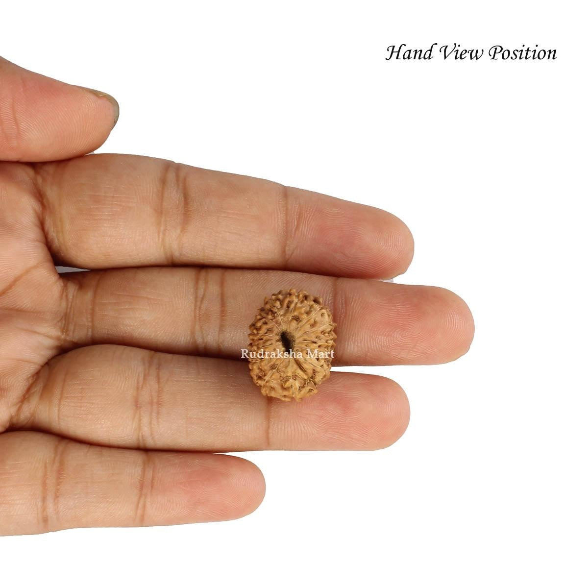 14 Mukhi Java Rudraksha in India, US, UK, Australia, Europe