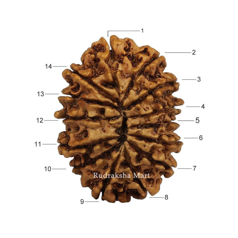 14 Mukhi Nepali Rudraksha in India, US, UK, Australia, Europe
