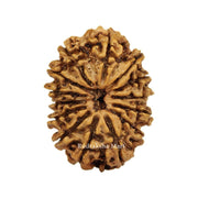 14 Mukhi Nepali Rudraksha in India, US, UK, Australia, Europe