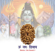 14 Mukhi Nepali Rudraksha in India, US, UK, Australia, Europe