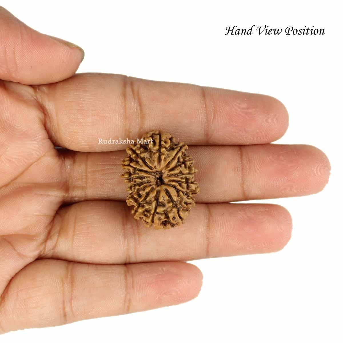 14 Mukhi Nepali Rudraksha in India, US, UK, Australia, Europe