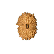 15 Mukhi Nepali Rudraksha Bead With Lab Certified in India, US, UK, Australia, Europe