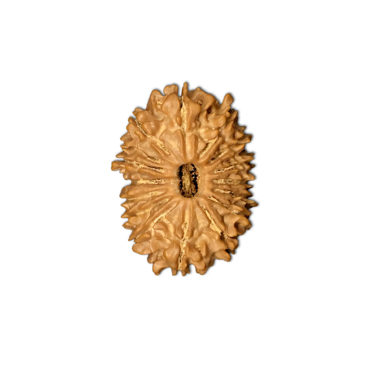 15 Mukhi Nepali Rudraksha Bead With Lab Certified in India, US, UK, Australia, Europe