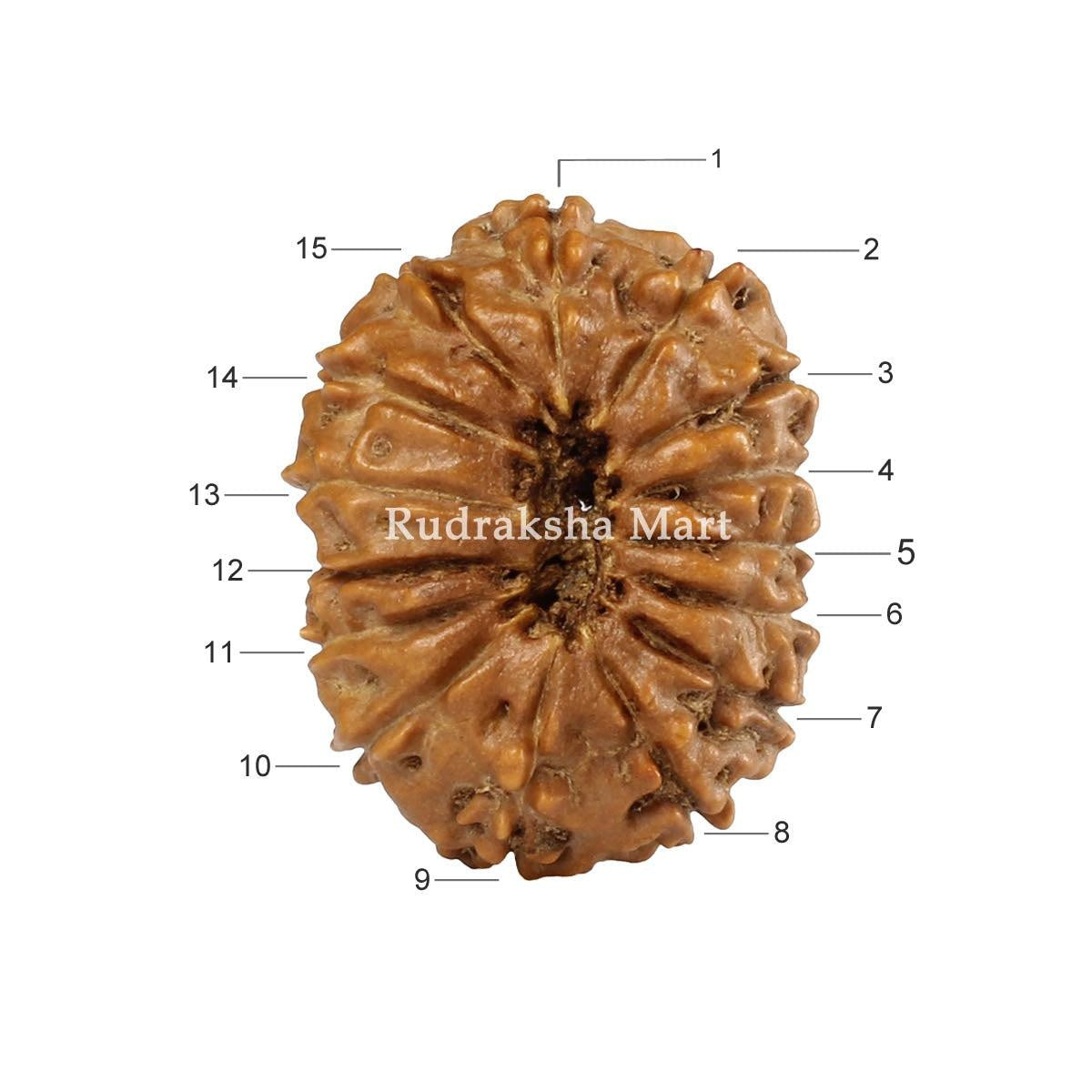 15 Mukhi Java Rudraksha in India, US, UK, Australia, Europe