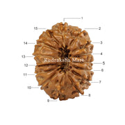 15 Mukhi Java Rudraksha in India, US, UK, Australia, Europe