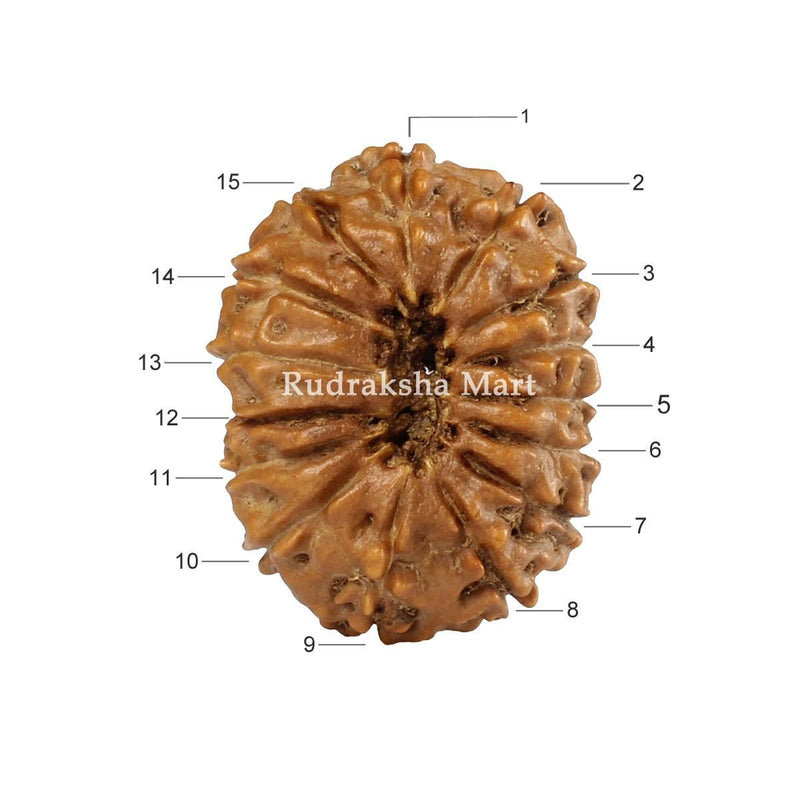 15 Mukhi Java Rudraksha in India, US, UK, Australia, Europe