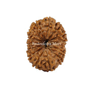 15 Mukhi Java Rudraksha in India, US, UK, Australia, Europe