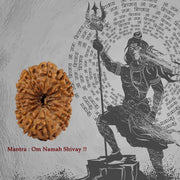 15 Mukhi Java Rudraksha in India, US, UK, Australia, Europe