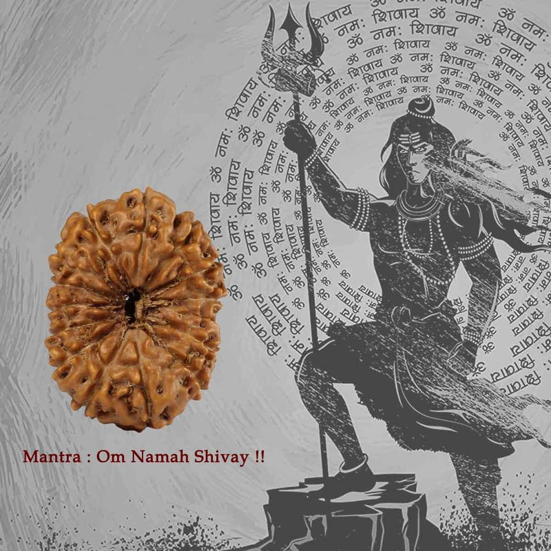 15 Mukhi Java Rudraksha in India, US, UK, Australia, Europe