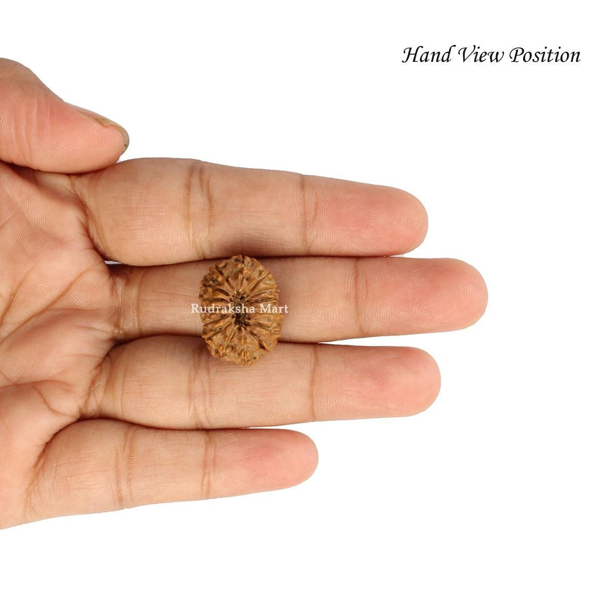 15 Mukhi Java Rudraksha in India, US, UK, Australia, Europe