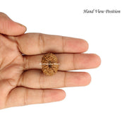 15 Mukhi Java Rudraksha in India, US, UK, Australia, Europe