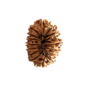 16 Mukhi Nepali Rudraksha With Lab Certified in India, US, UK, Australia, Europe