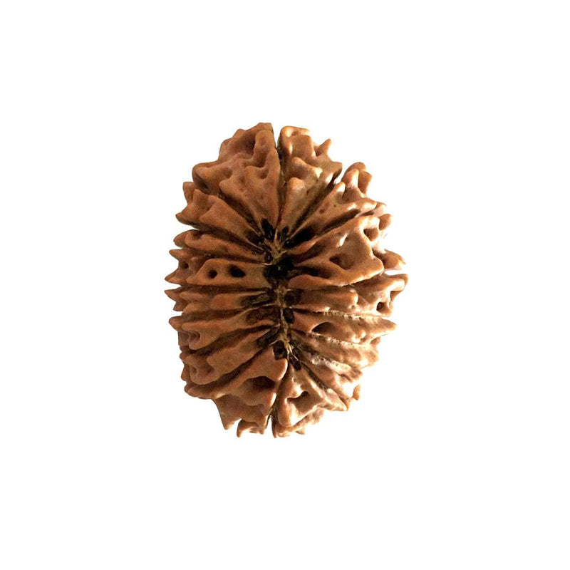 16 Mukhi Nepali Rudraksha With Lab Certified in India, US, UK, Australia, Europe