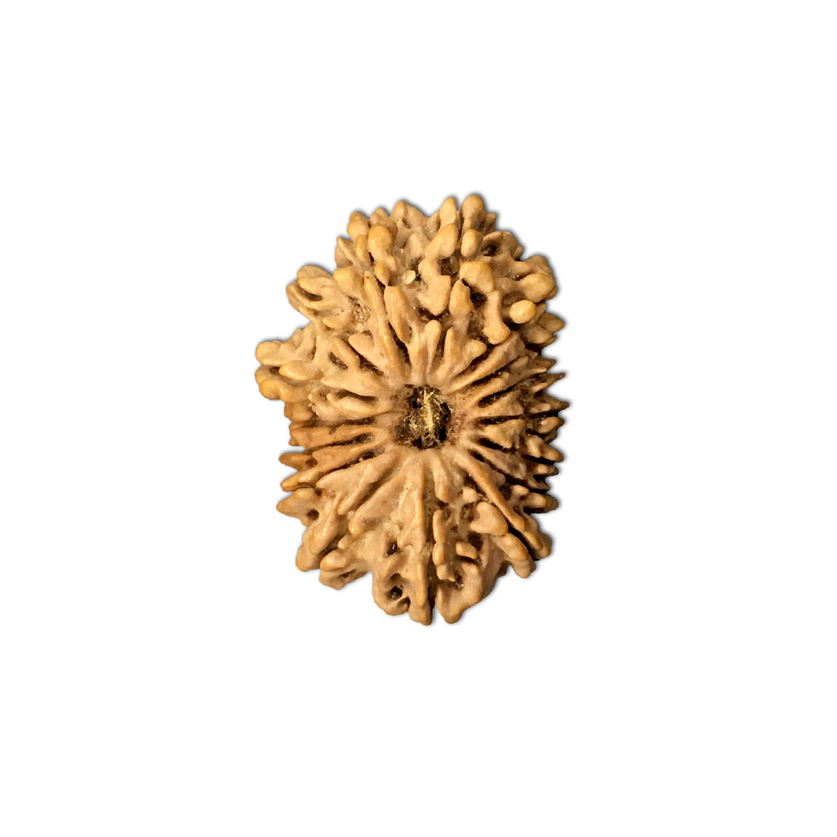 16 Mukhi Nepali Rudraksha With Lab Certified in India, US, UK, Australia, Europe