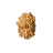16 Mukhi Nepali Rudraksha With Lab Certified in India, US, UK, Australia, Europe