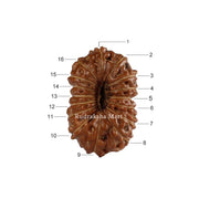 16 Mukhi Java Rudraksha in India, US, UK, Australia, Europe