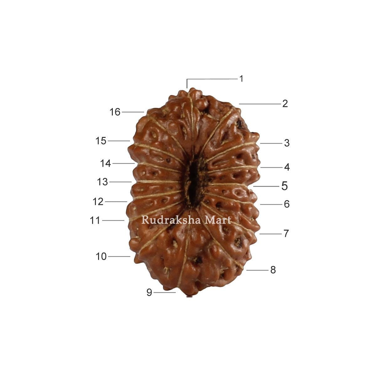 16 Mukhi Java Rudraksha in India, US, UK, Australia, Europe