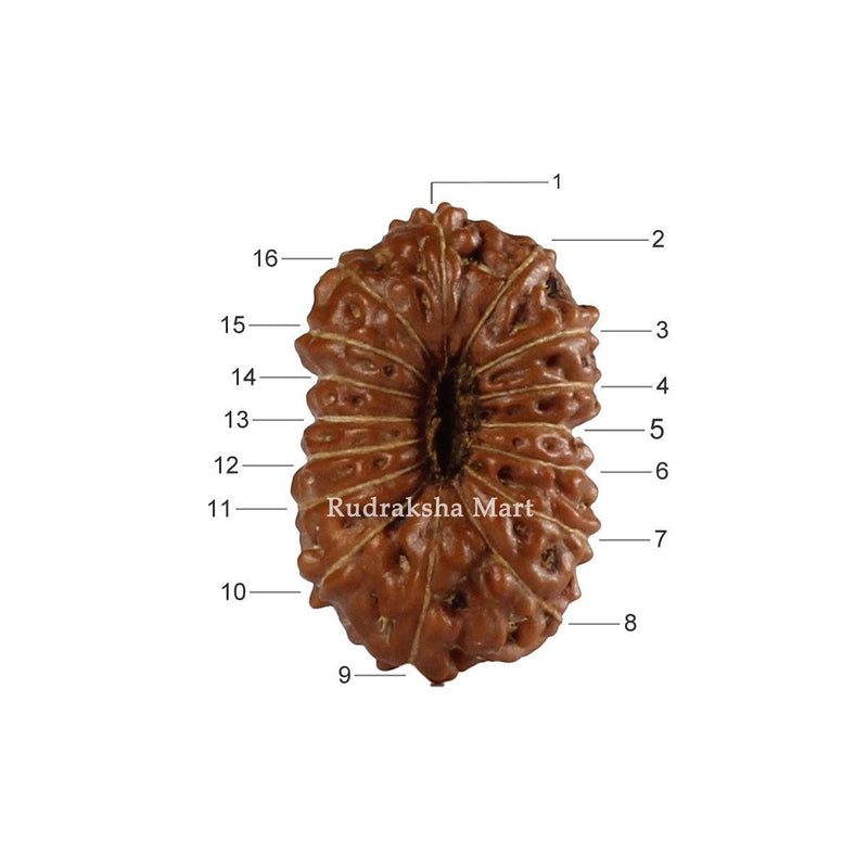 16 Mukhi Java Rudraksha in India, US, UK, Australia, Europe