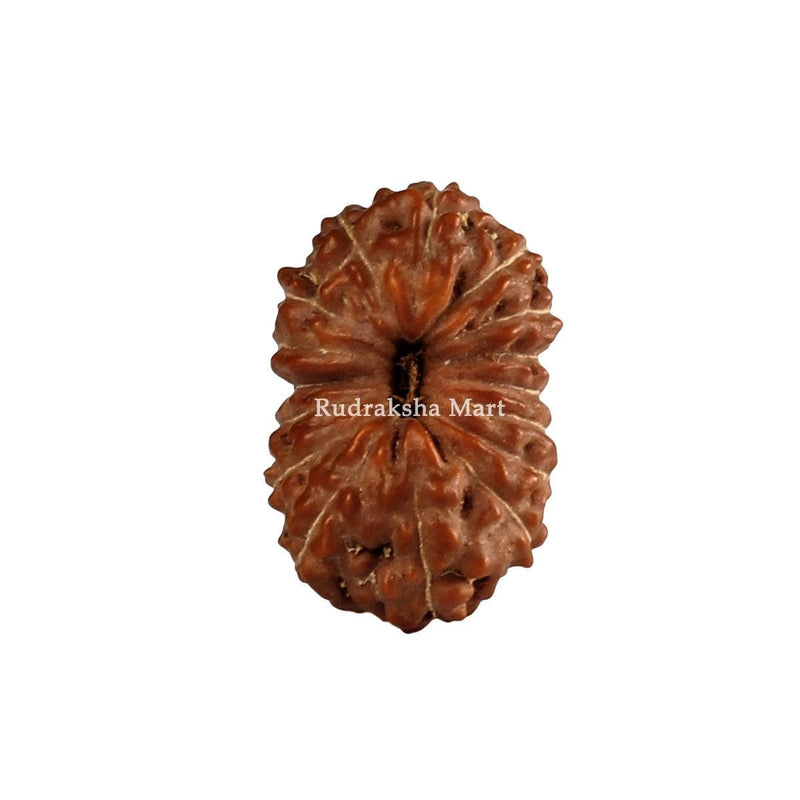 16 Mukhi Java Rudraksha in India, US, UK, Australia, Europe