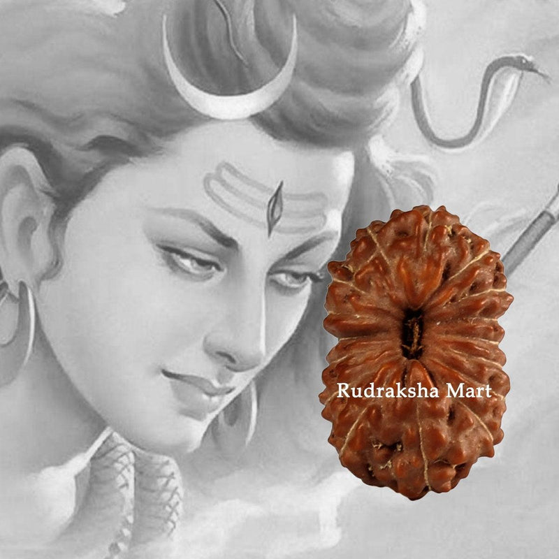 16 Mukhi Java Rudraksha in India, US, UK, Australia, Europe
