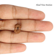 16 Mukhi Java Rudraksha in India, US, UK, Australia, Europe