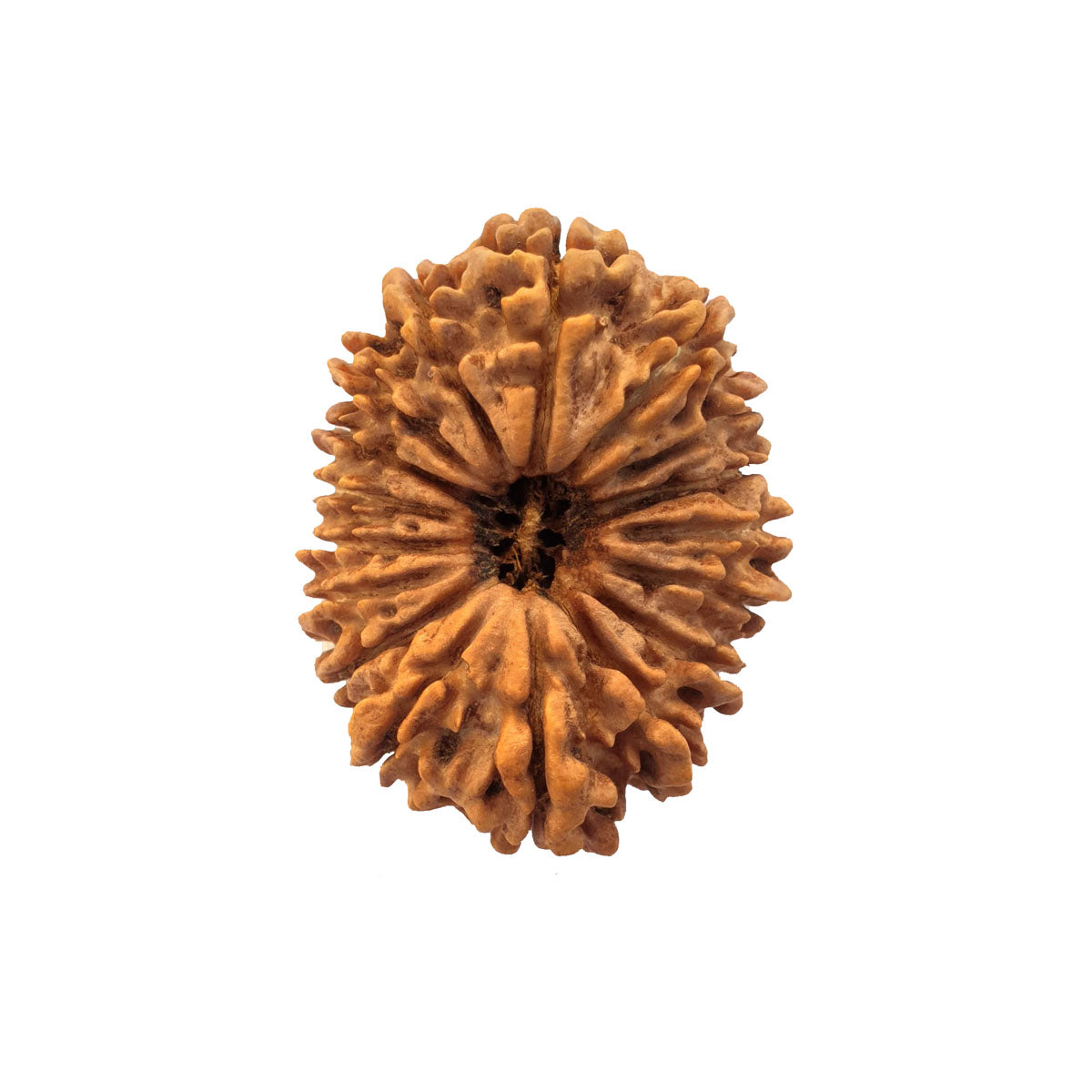 17 Mukhi Nepali Rudraksha With Lab Certified in India, US, UK, Australia, Europe