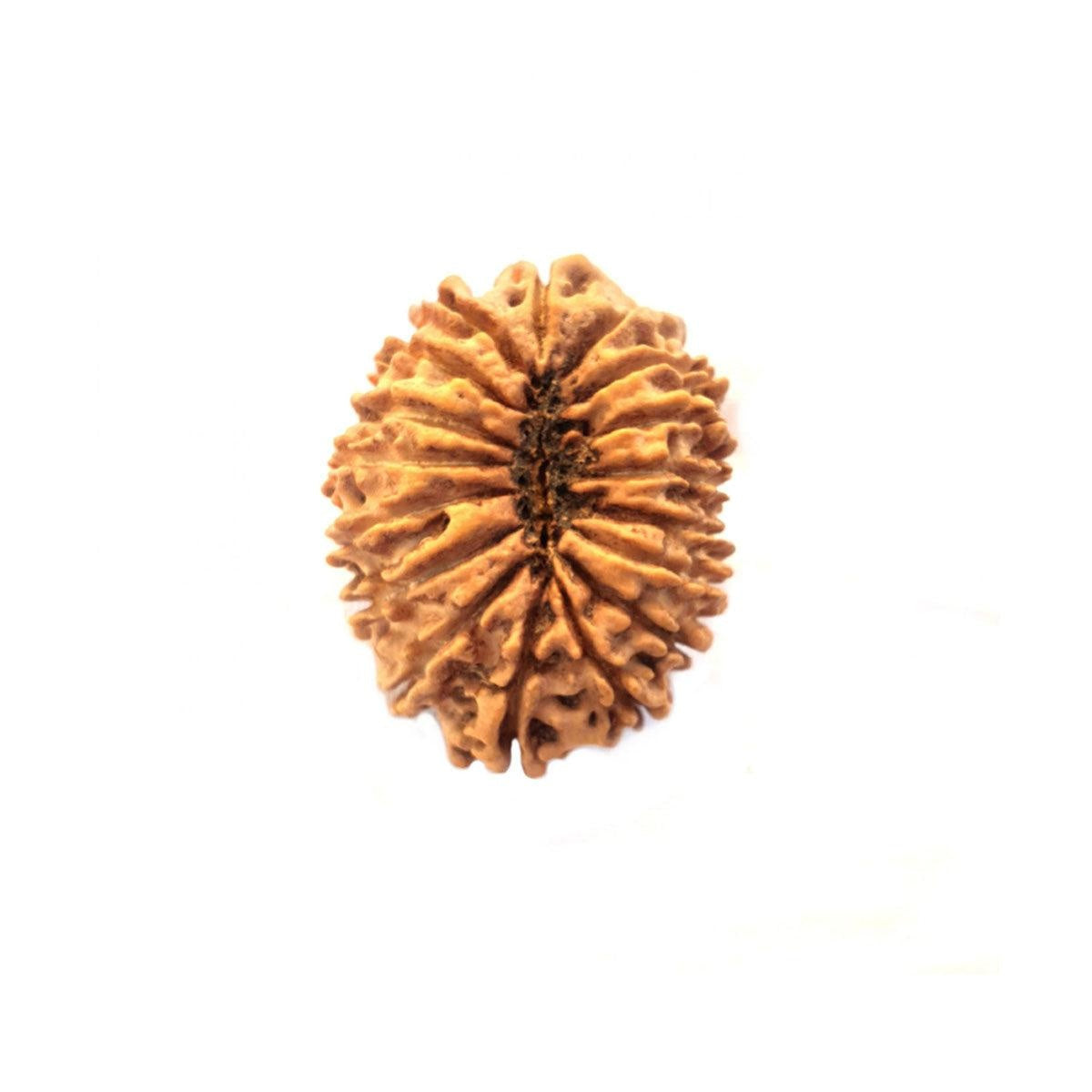 17 Mukhi Nepali Rudraksha With Lab Certified in India, US, UK, Australia, Europe