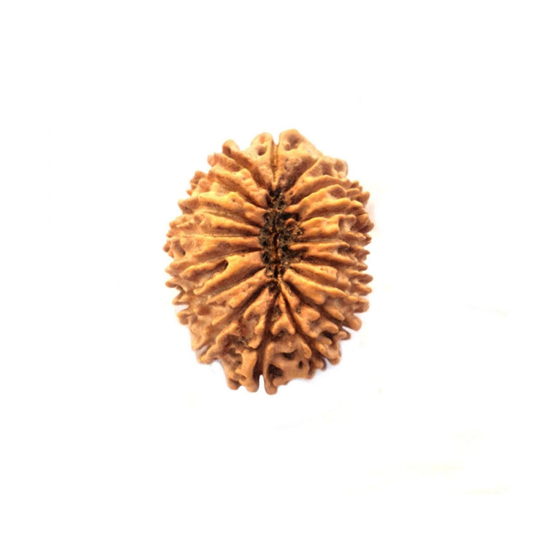 17 Mukhi Nepali Rudraksha With Lab Certified in India, US, UK, Australia, Europe