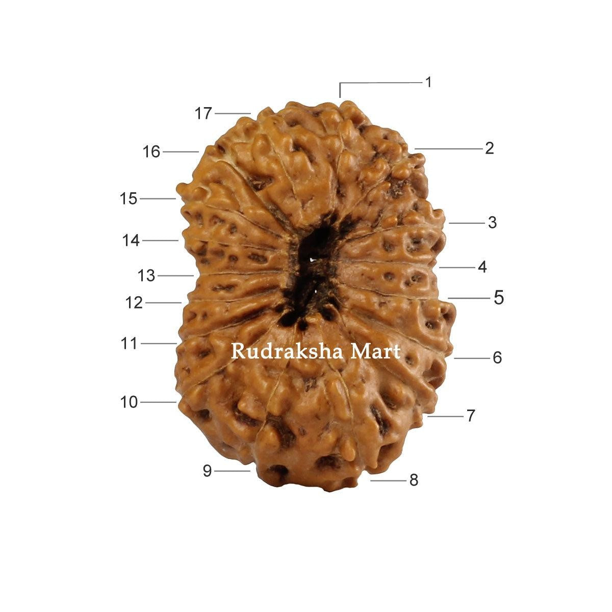 17 Mukhi Java Rudraksha in India, US, UK, Australia, Europe