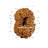 17 Mukhi Java Rudraksha in India, US, UK, Australia, Europe