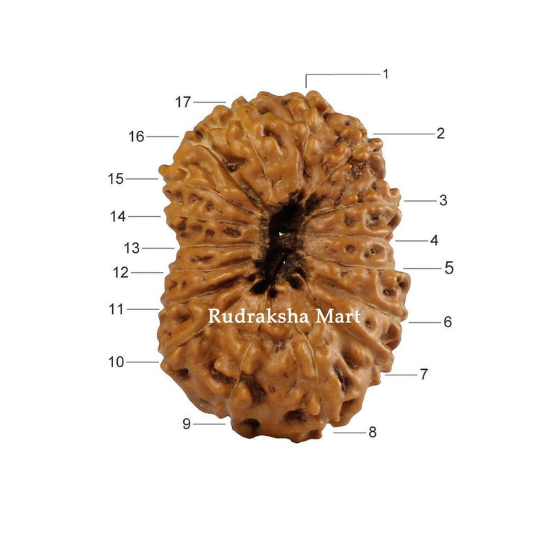 17 Mukhi Java Rudraksha in India, US, UK, Australia, Europe