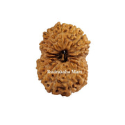 17 Mukhi Java Rudraksha in India, US, UK, Australia, Europe
