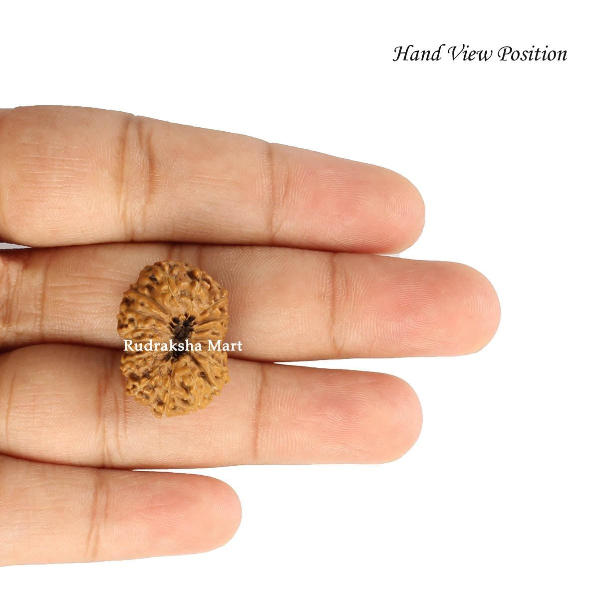 17 Mukhi Java Rudraksha in India, US, UK, Australia, Europe