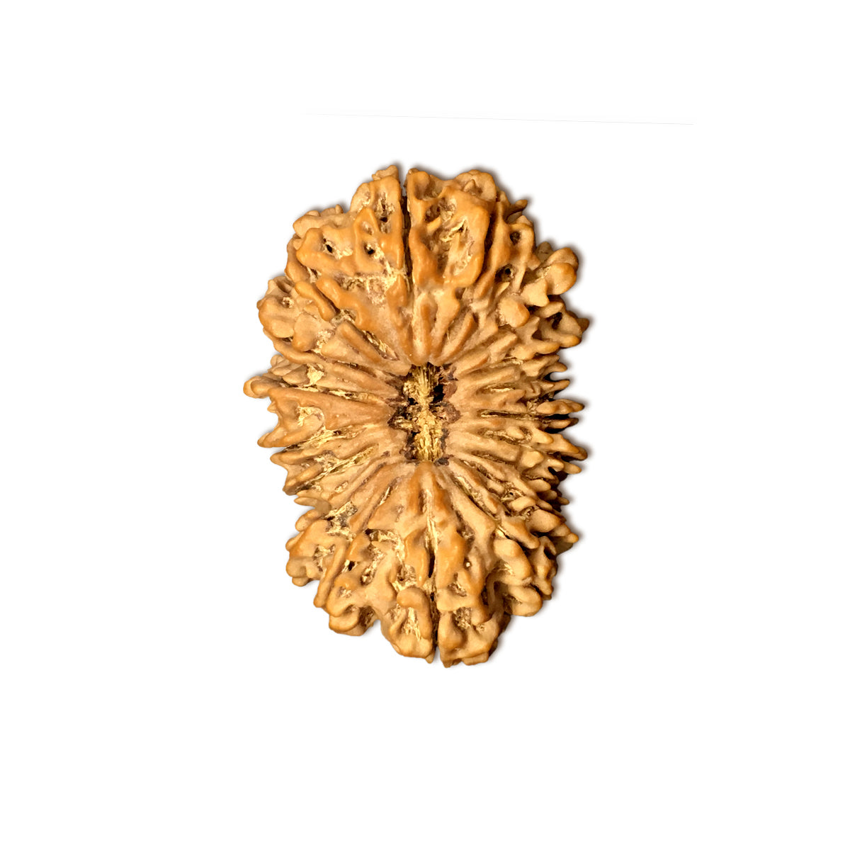 18 Mukhi Nepali Rudraksha With Lab Certified in India, US, UK, Australia, Europe