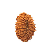 18 Mukhi Nepali Rudraksha With Lab Certified in India, US, UK, Australia, Europe