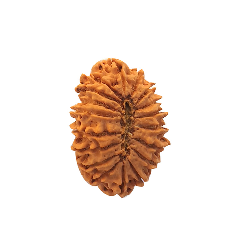 18 Mukhi Nepali Rudraksha With Lab Certified in India, US, UK, Australia, Europe