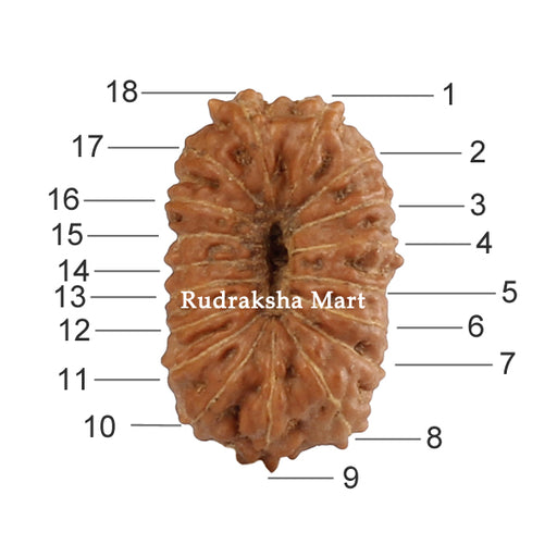 18 Mukhi Java Rudraksha in India, US, UK, Australia, Europe