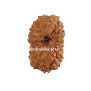 18 Mukhi Java Rudraksha in India, US, UK, Australia, Europe